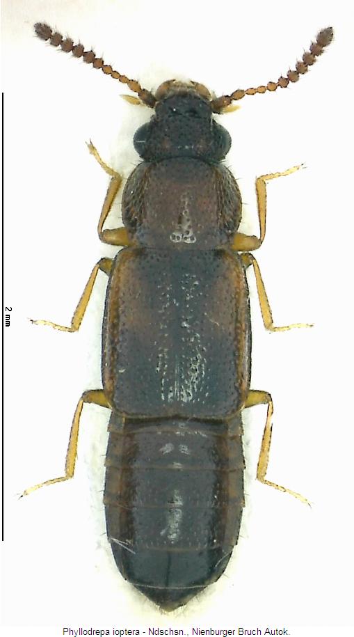 phyllodrepa_ioptera_hab.jpg