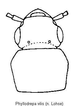 phyllodrepa_vilis_vk.gif