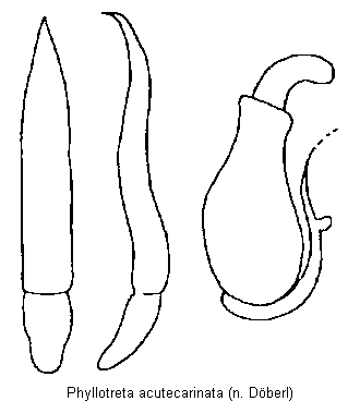 phyllotreta_acutecarinata.gif