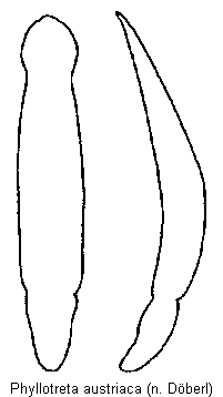 phyllotreta_austriaca.gif