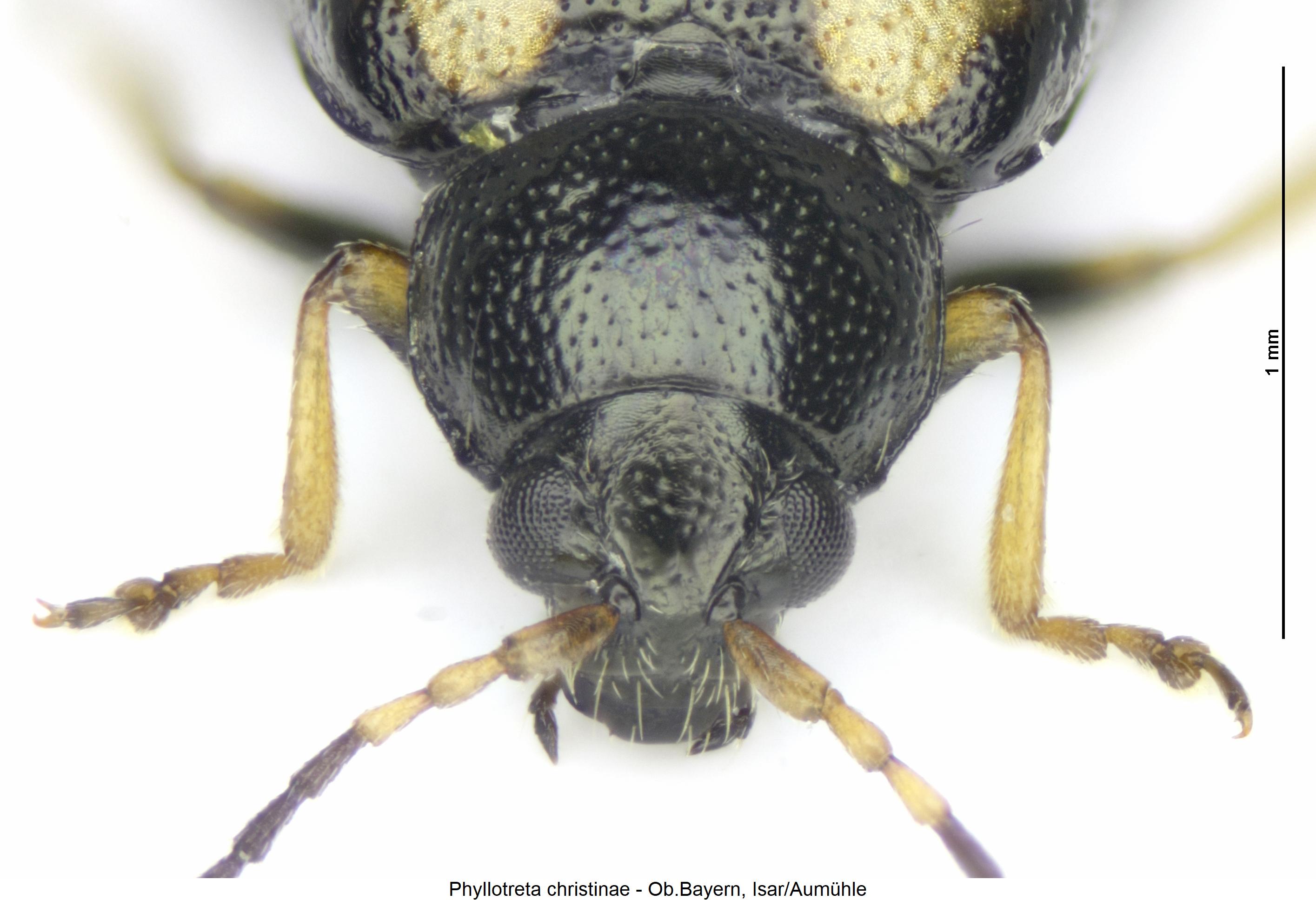 phyllotreta_christinae_k.jpg