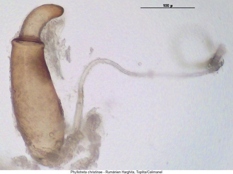 phyllotreta_christinae_sperm.jpg