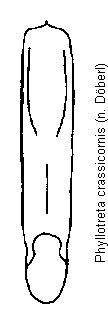 phyllotreta_crassicornis.gif