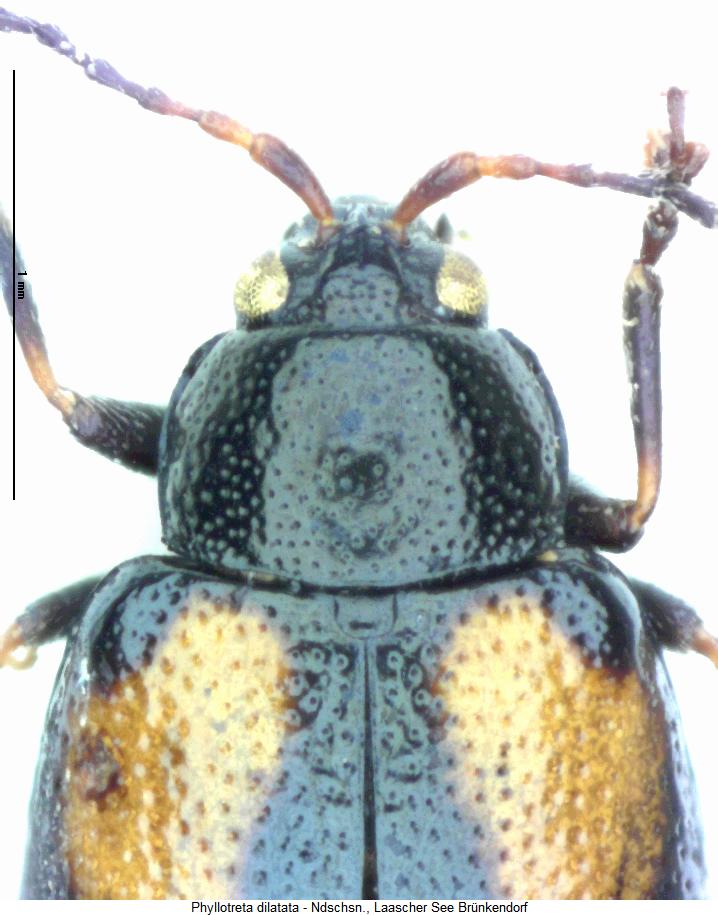 phyllotreta_dilatata_vk.jpg