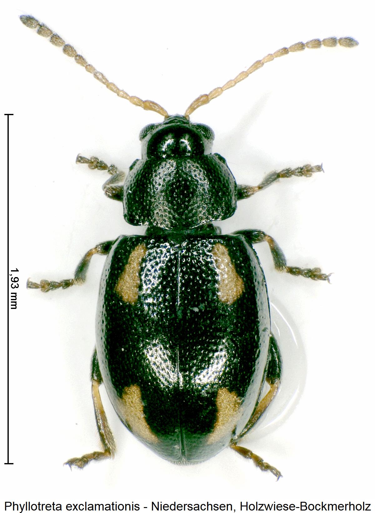 phyllotreta_exclamationis_hab.jpg