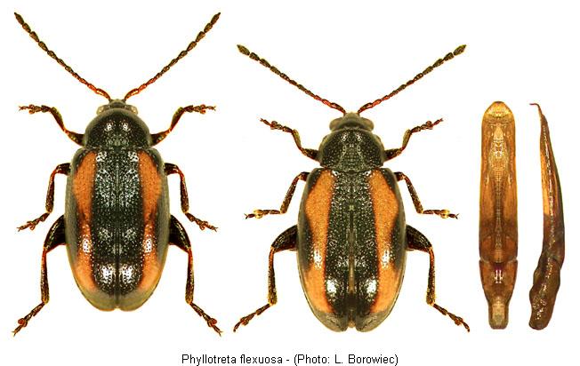 phyllotreta_flexuosa.jpg
