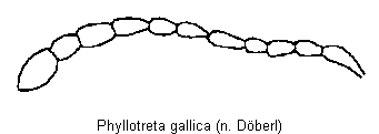 phyllotreta_gallica_f.gif