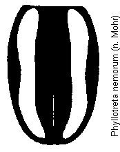phyllotreta_nemorum_fld.gif