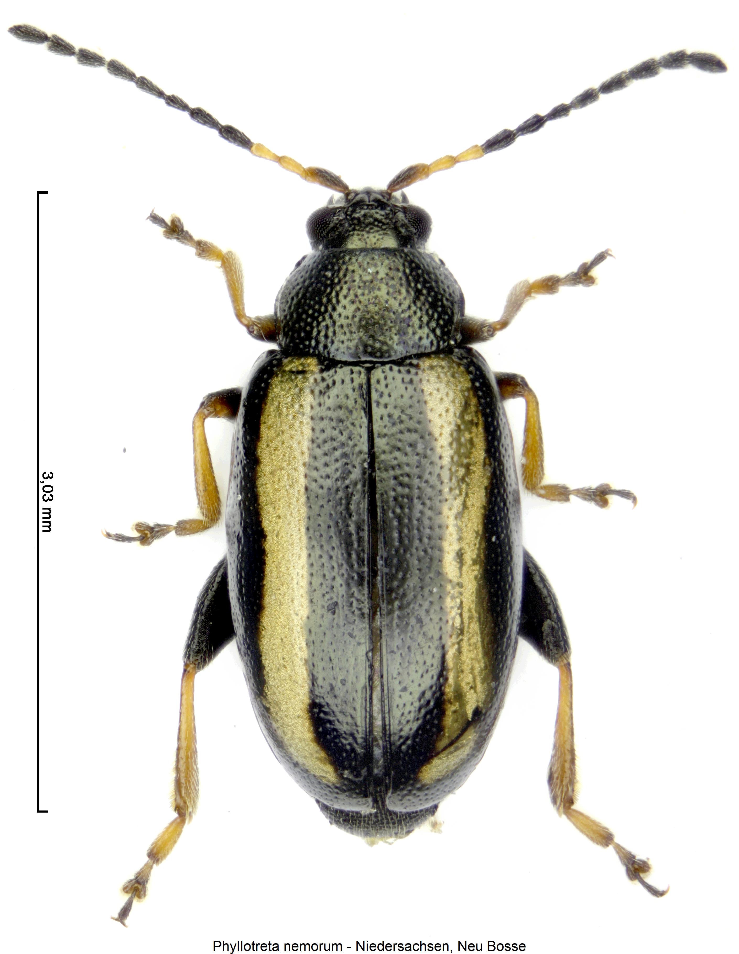 phyllotreta_nemorum_hab.jpg