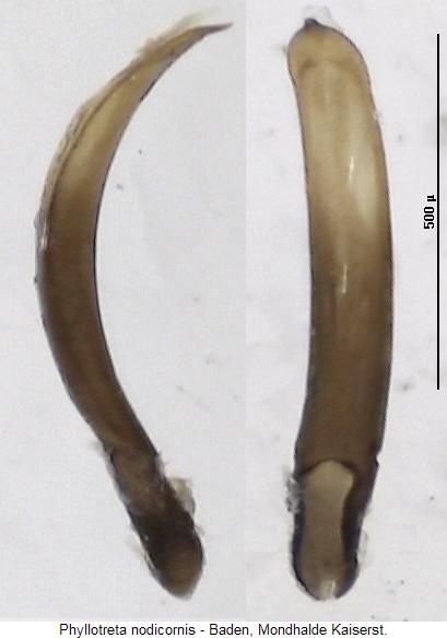 phyllotreta_nodicornis.jpg
