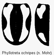 phyllotreta_ochripes_fld.gif