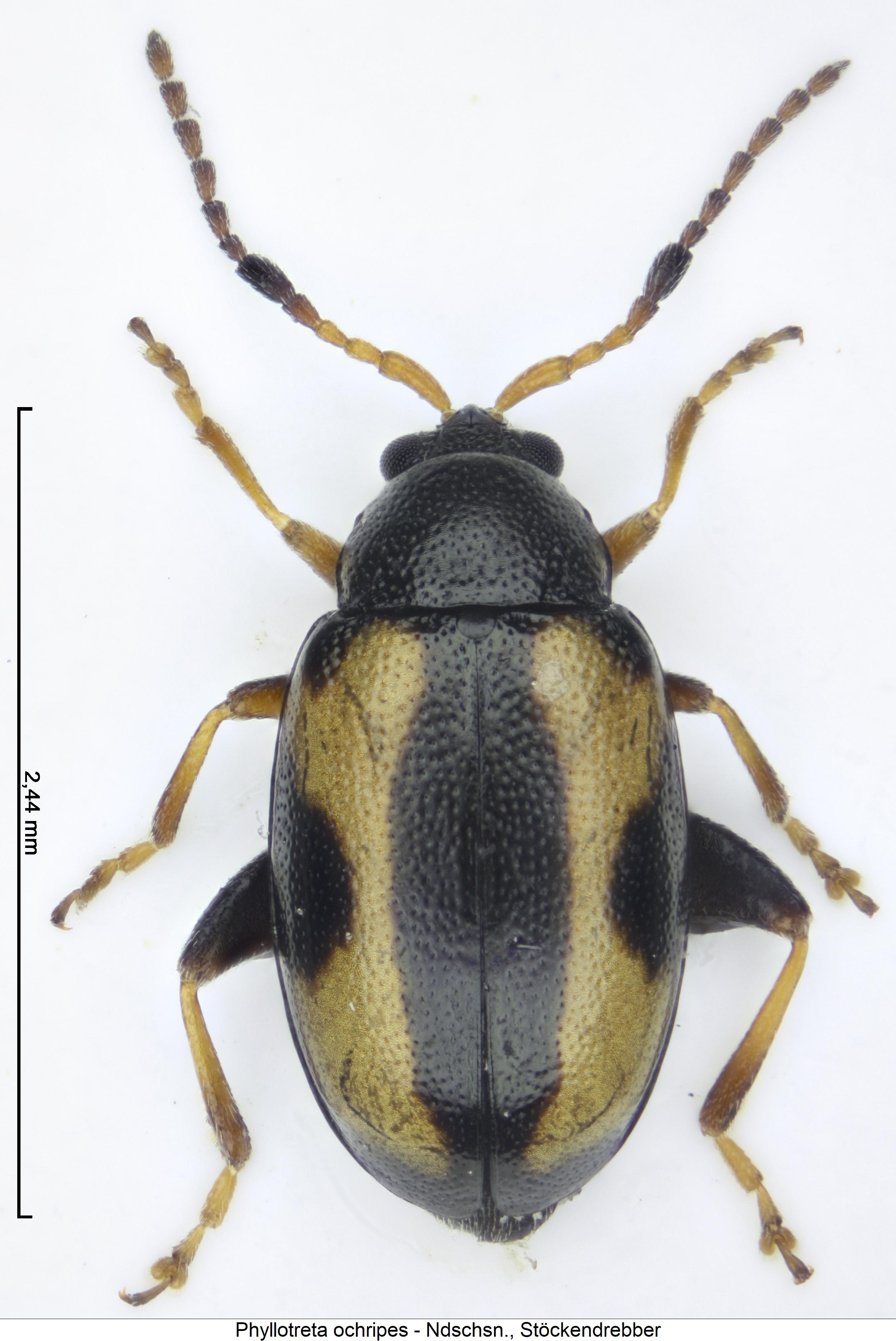 phyllotreta_ochripes_hab.jpg