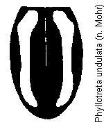 phyllotreta_undulata_fld.gif