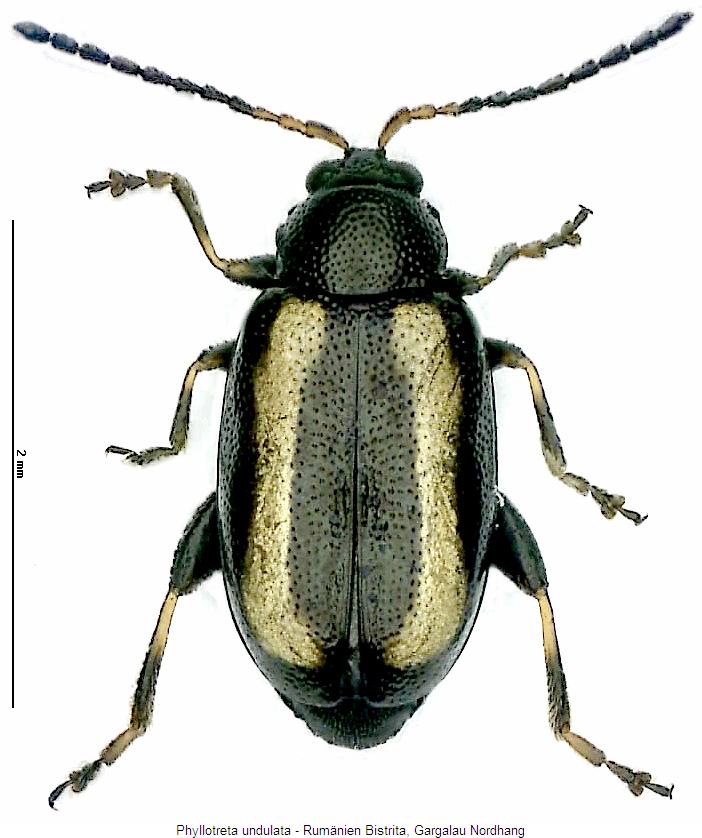 phyllotreta_undulata_hab.jpg