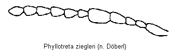 phyllotreta_ziegleri_f.gif