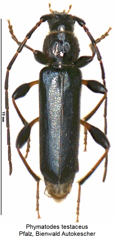 phymatodes_testaceus_hab2.jpg
