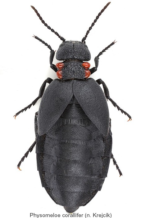 physomeloe_corallifer.jpg