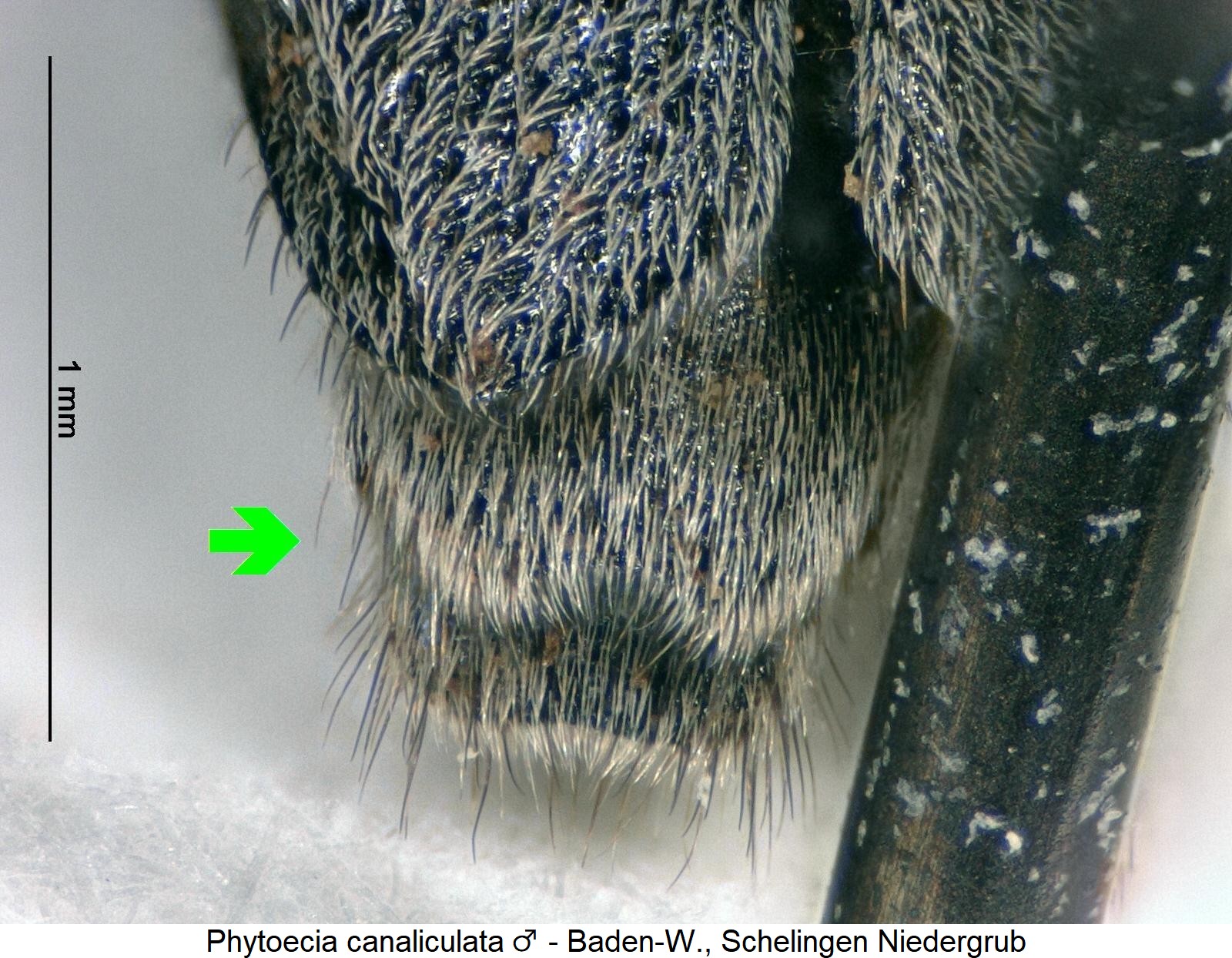 phytoecia_canaliculata_m_pyg.jpg