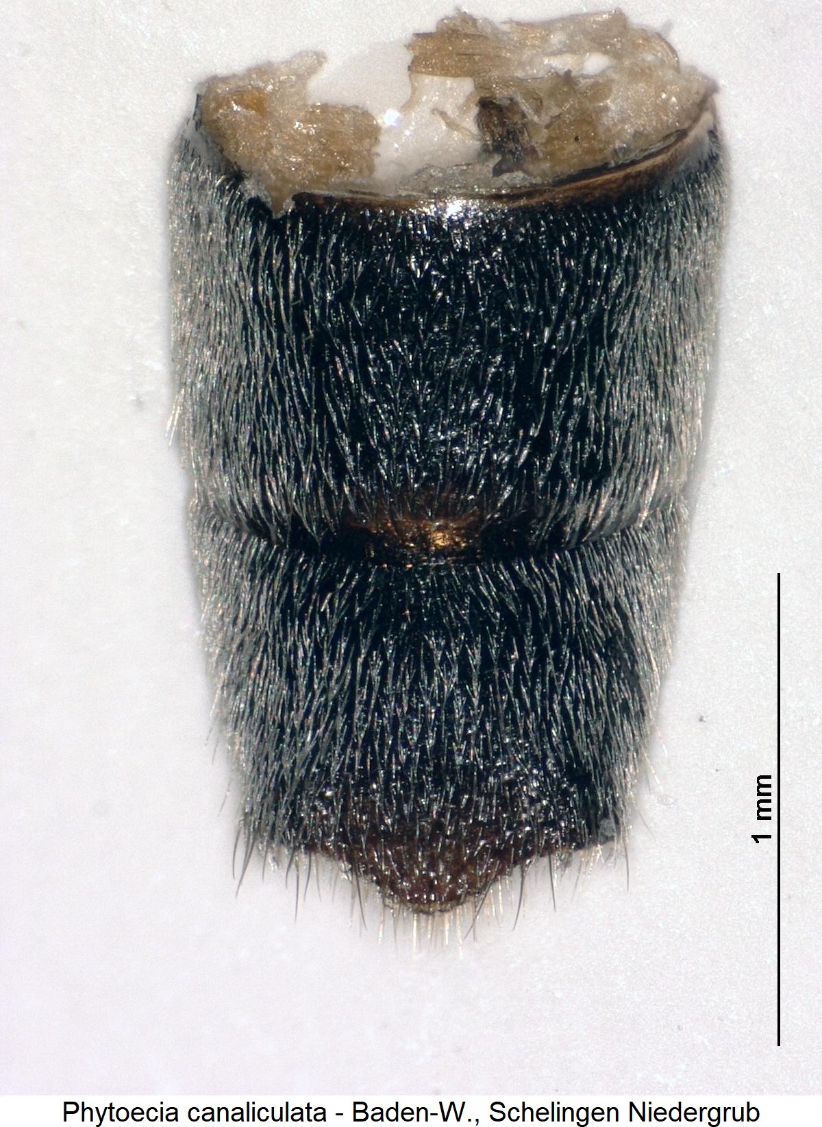 phytoecia_canaliculata_ster.jpg
