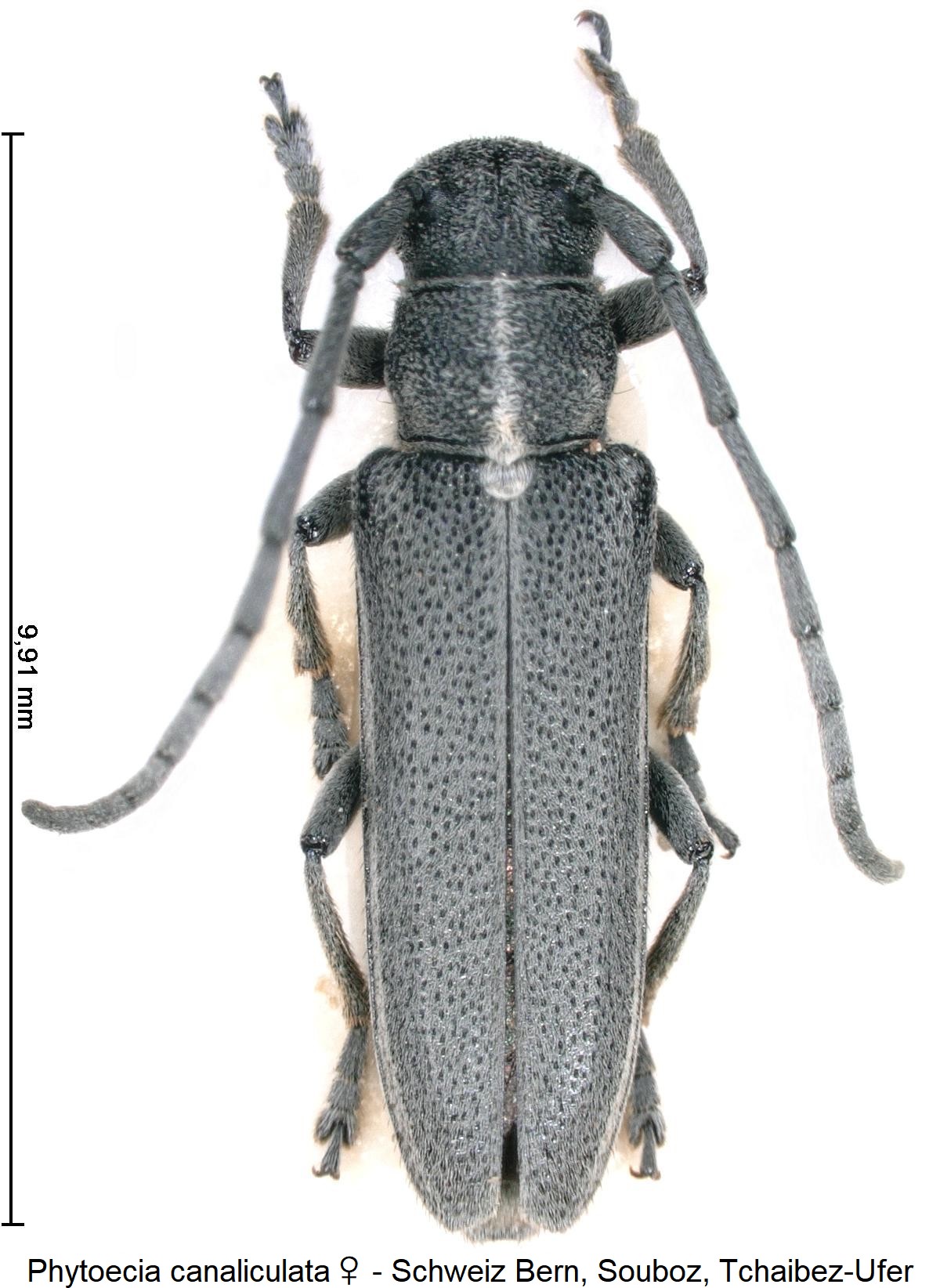 phytoecia_canaliculata_w_hab.jpg