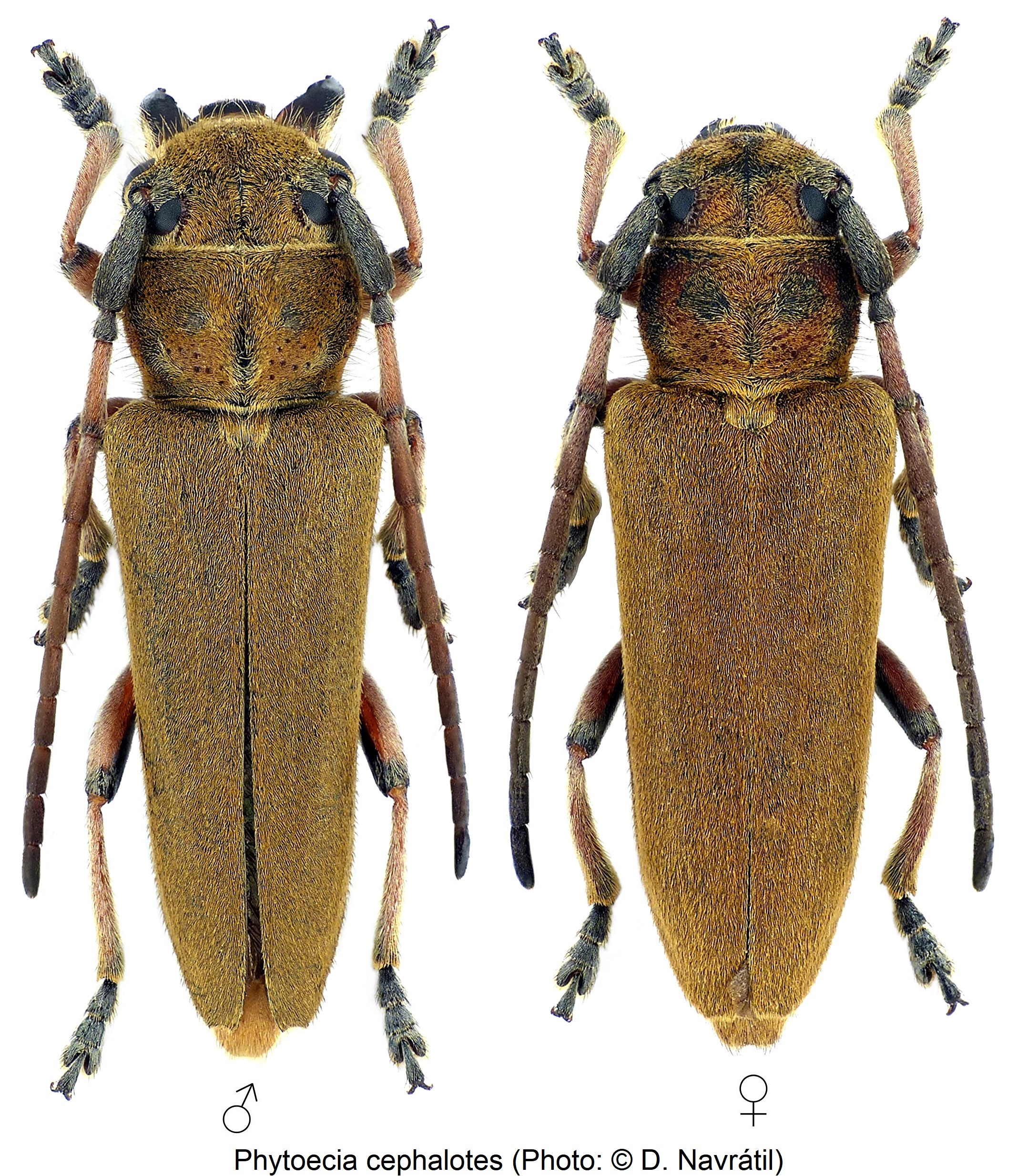 phytoecia_cephalotes_hab-1.jpg