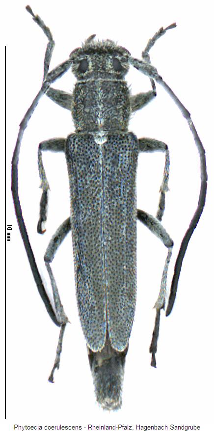 phytoecia_coerulescens_hab.jpg