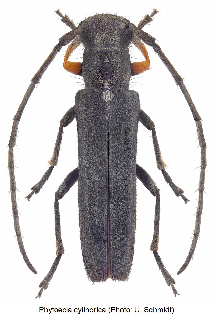 phytoecia_cylindrica_hab.jpg