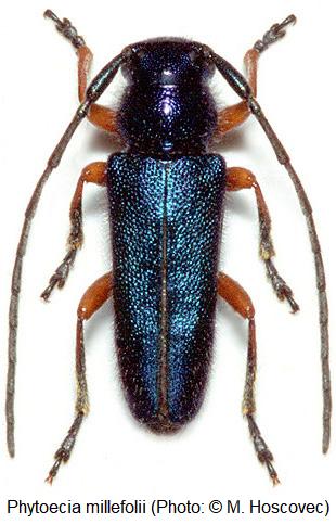 phytoecia_millefolii_hab.jpg