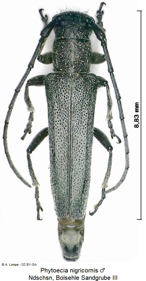phytoecia_nigricornis_hab1.jpg