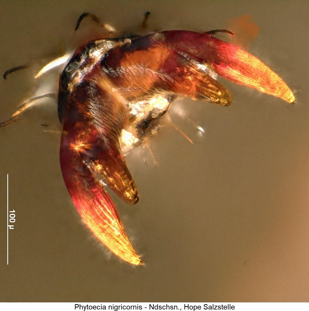 phytoecia_nigricornis_m_htr.jpg