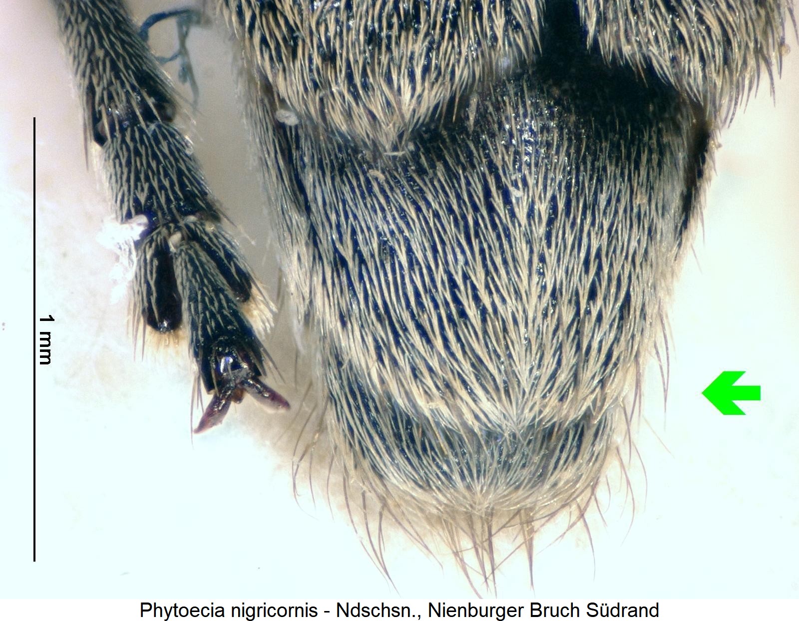 phytoecia_nigricornis_pyg.jpg