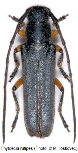 phytoecia_rufipes_hab.jpg
