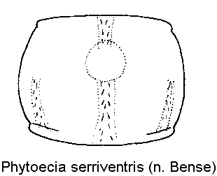 phytoecia_serriventris_hsch.gif