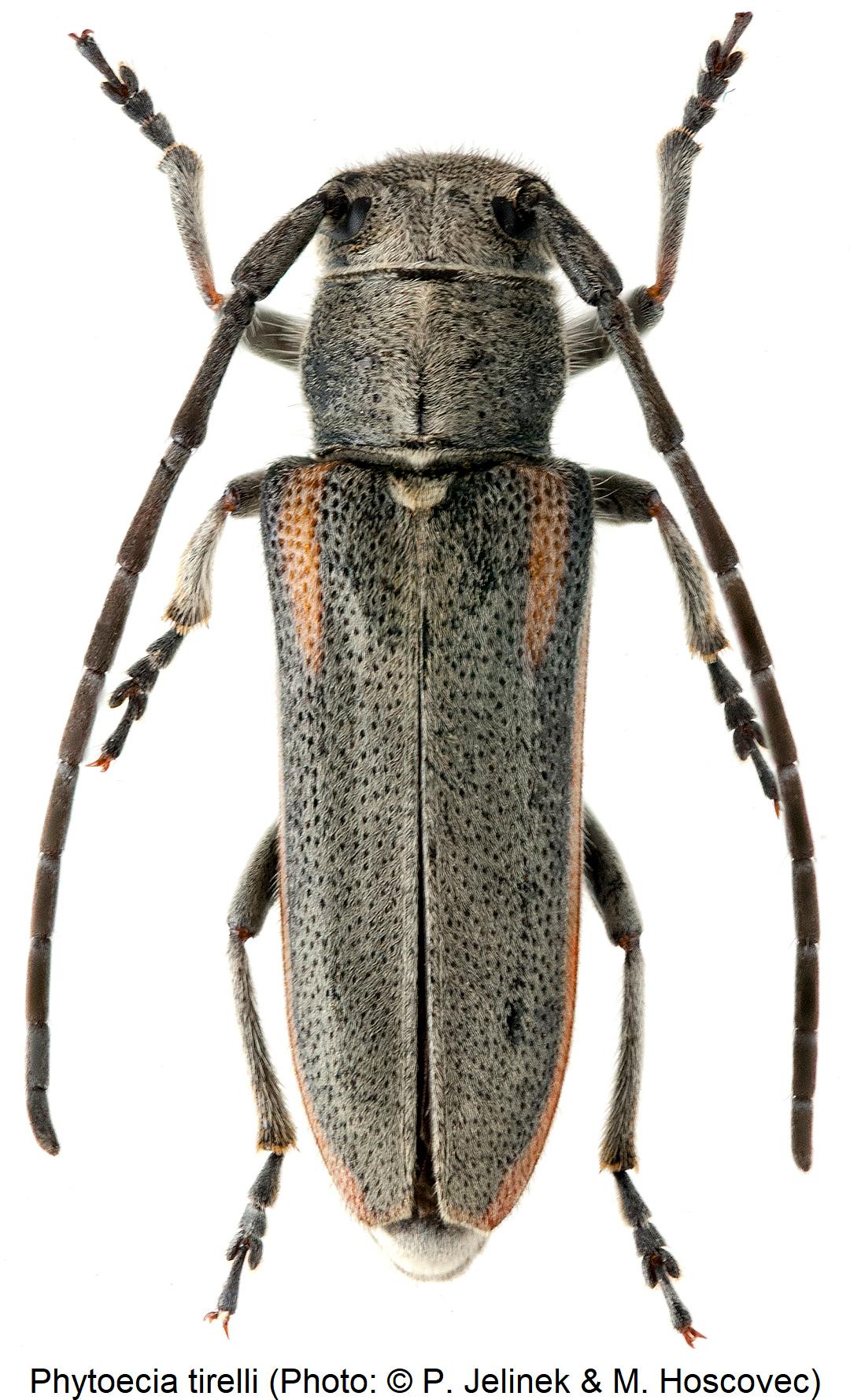 phytoecia_tirelli_hab.jpg