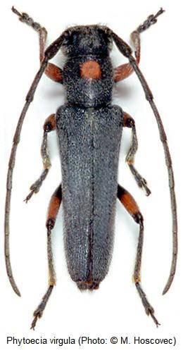 phytoecia_virgula_hab.jpg