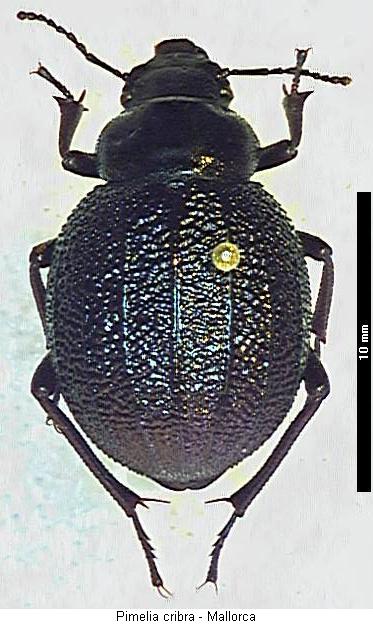 pimelia_cribra_hab.jpg