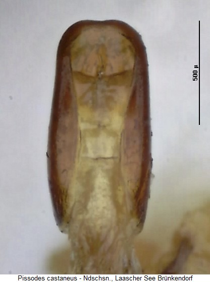 pissodes_castaneus2.jpg
