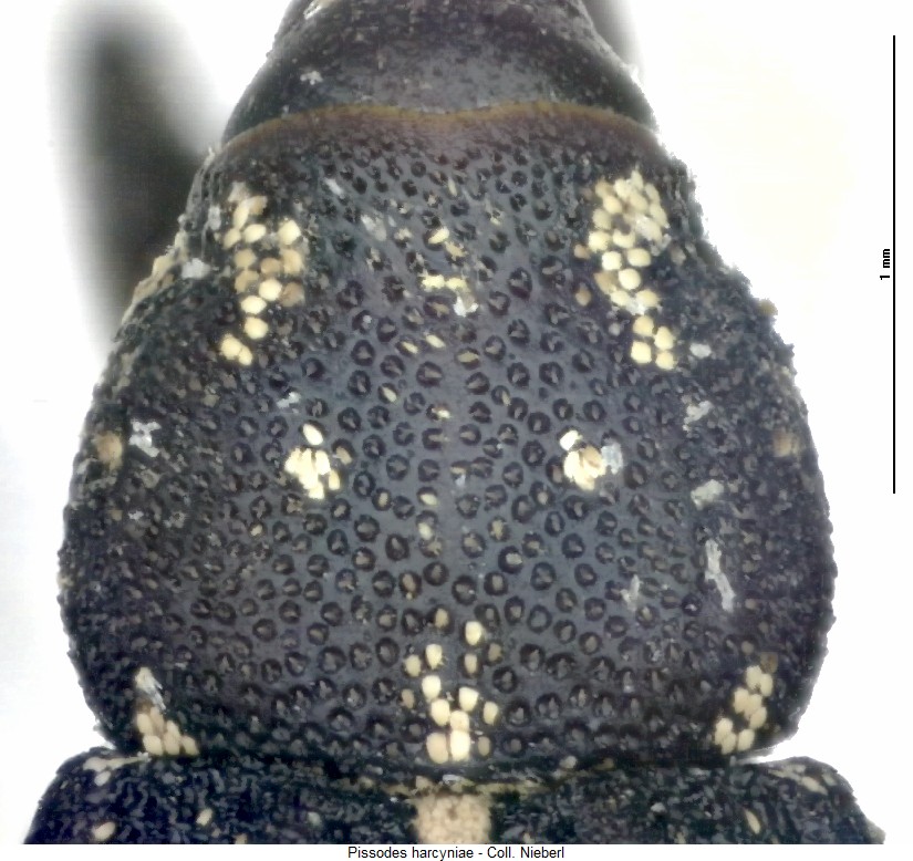 pissodes_harcyniae_hsch.jpg