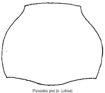 pissodes_pini1_hsch.gif
