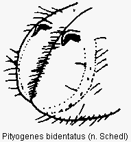 pityogenes_bidentatus_fld.gif