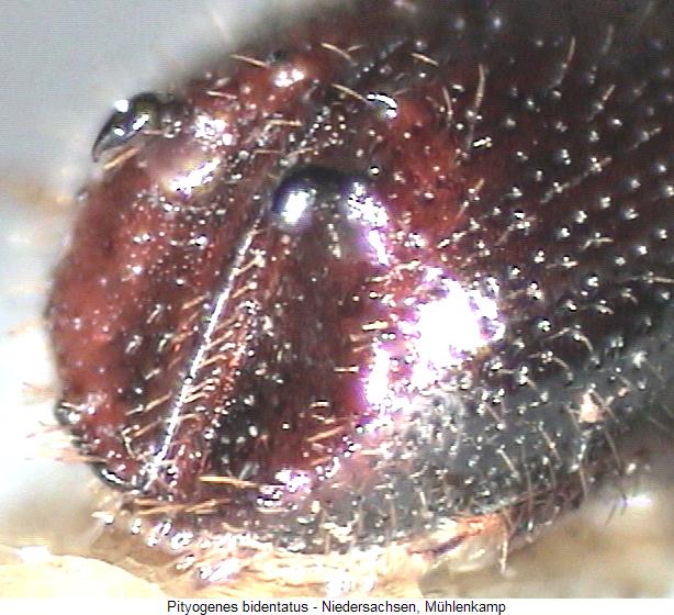 pityogenes_bidentatus_fld.jpg