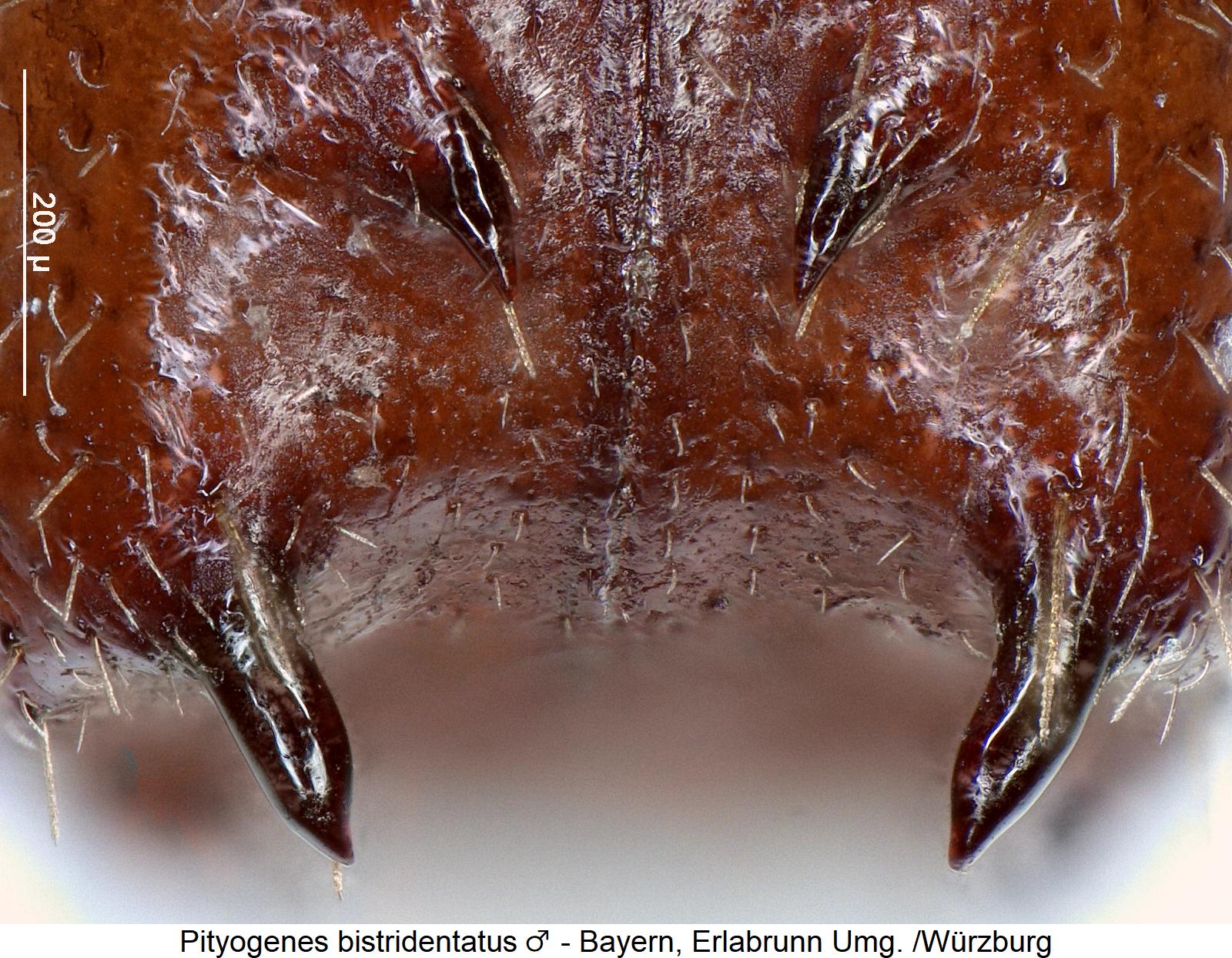 pityogenes_bistridentatus_m_dec1.jpg