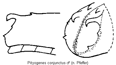 pityogenes_conjunctus_hlb.gif