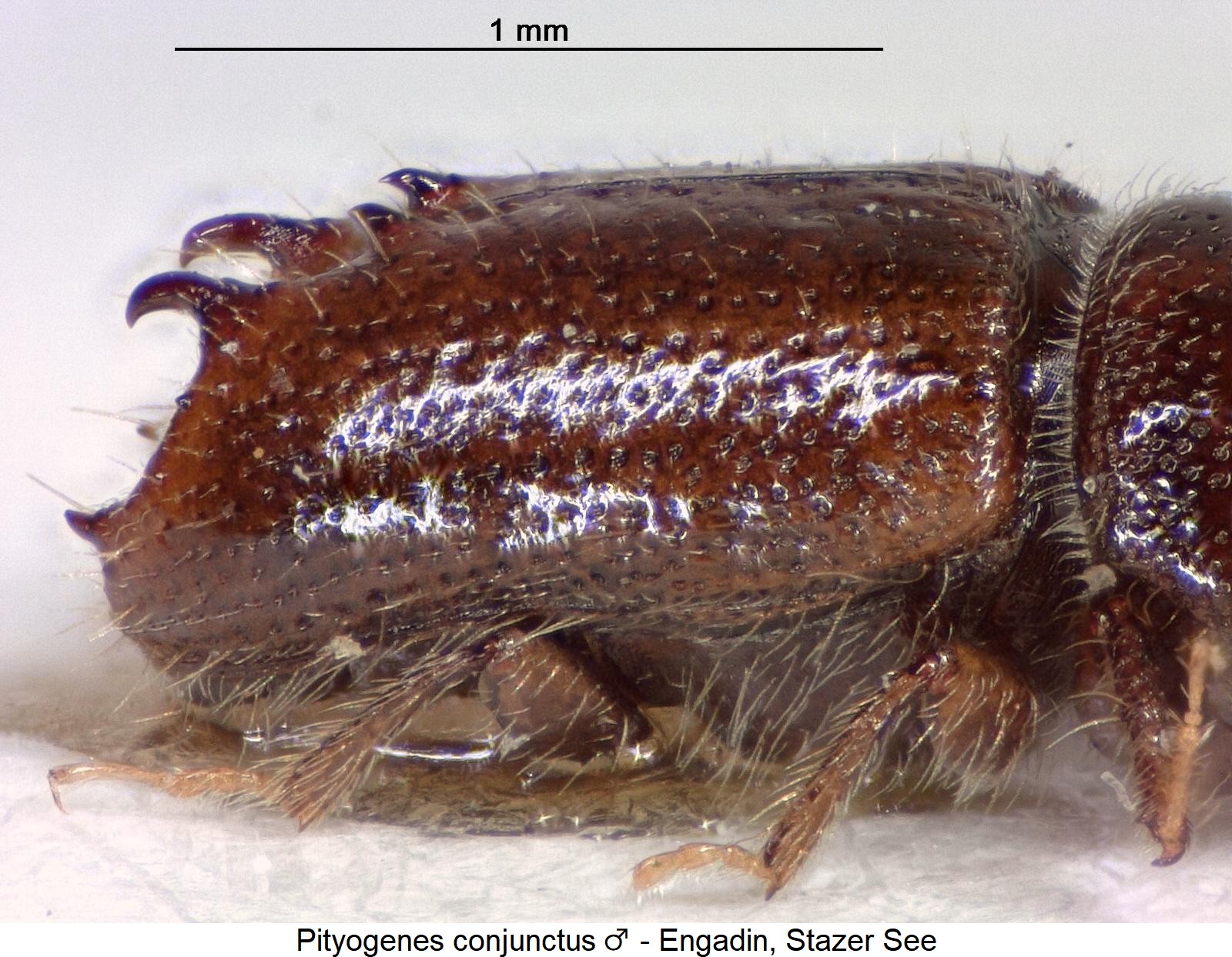 pityogenes_conjunctus_m_sa1.jpg