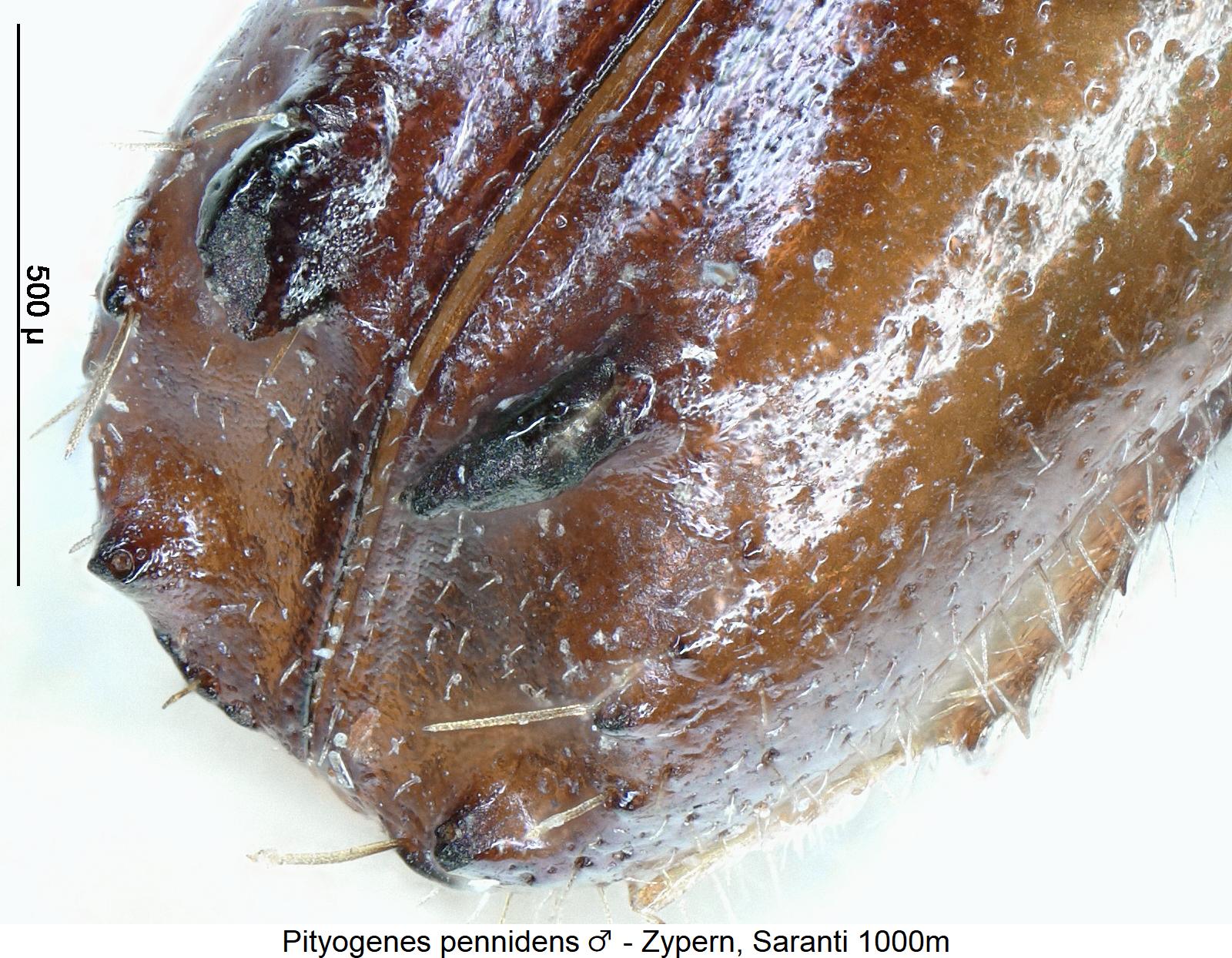 pityogenes_pennidens_m_dec1.jpg