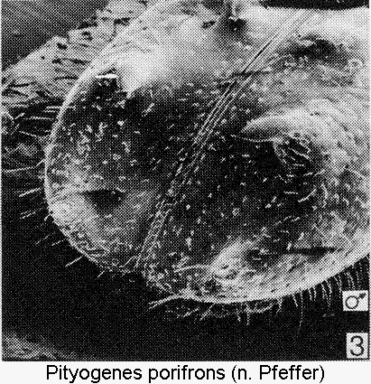 pityogenes_porifrons_dec.gif
