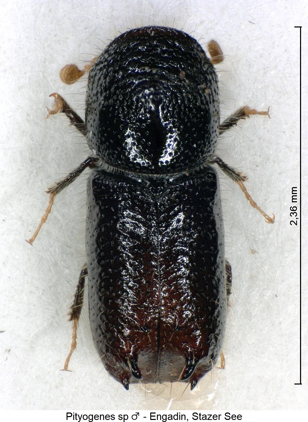 pityogenes_sp_m_hab.jpg