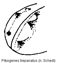 pityogenes_trepanatus_fld.gif