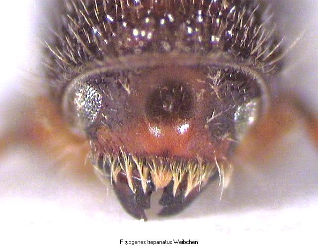 pityogenes_trepanatus_k.jpg