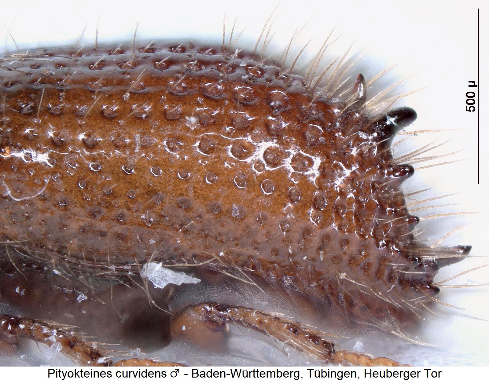 pityokteines_curvidens_m_sa1.jpg